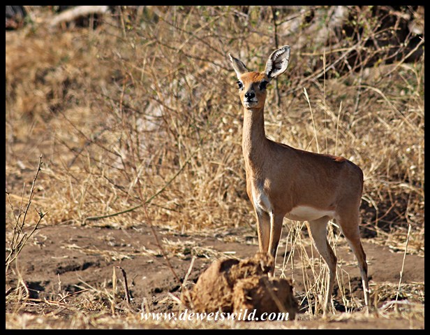 Steenbok (10)