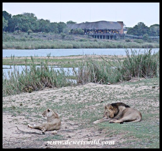 Lion love at Lower Sabie