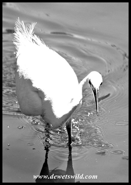 Austin Roberts 22112015 (4)