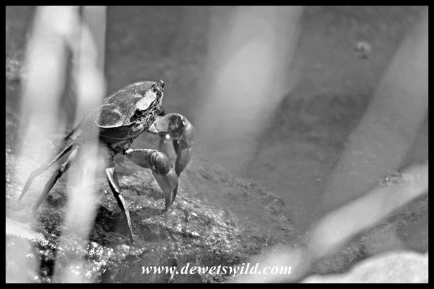 Marievale 27122015 (2)