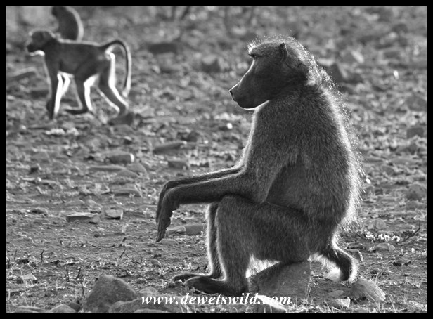 Pilanesberg 29122015 (1)