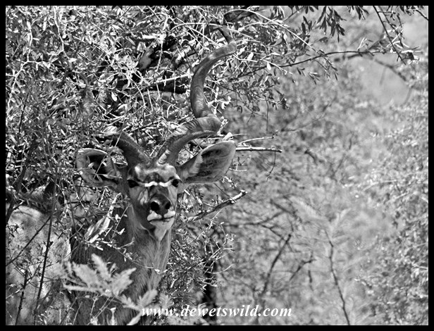 Pilanesberg 29122015 (11)