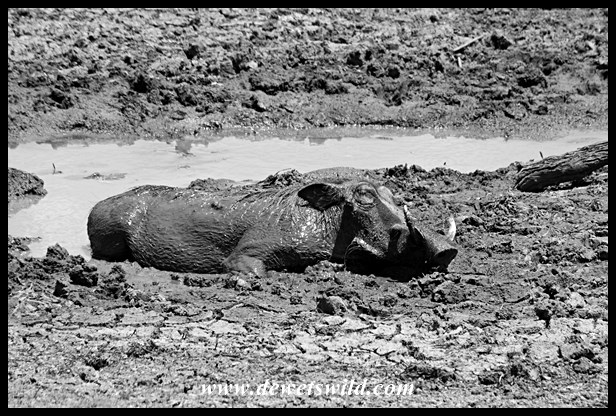 Pilanesberg 29122015 (12)