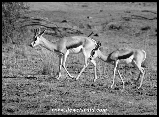 Pilanesberg 29122015 (6)