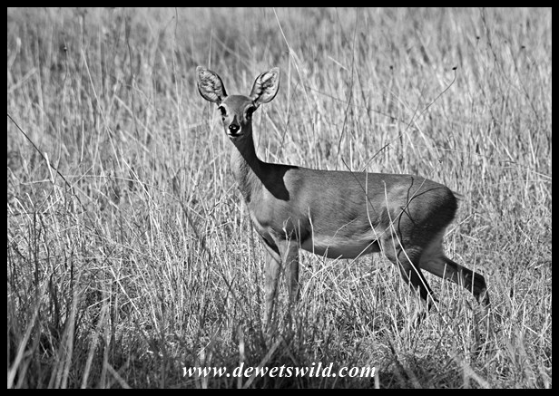 Pilanesberg 29122015 (7)