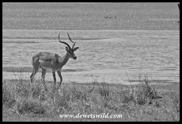 Pilanesberg 29122015 (8)