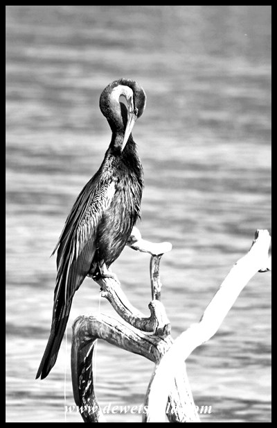 Rietvlei 06122015 (10)