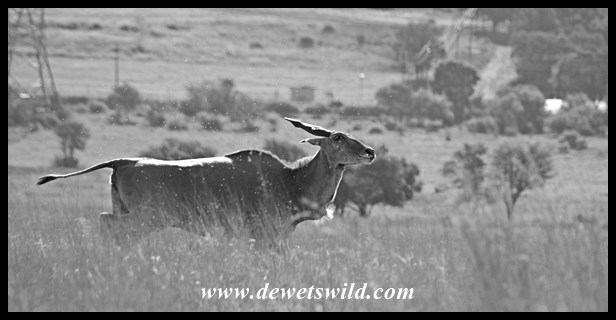 Rietvlei 06122015 (11)