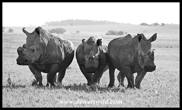 Rietvlei 06122015 (12)