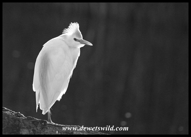 Rietvlei 06122015 (3)