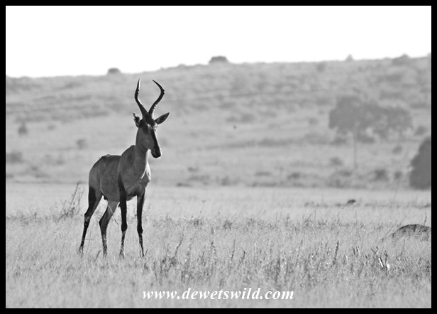 Rietvlei 06122015 (5)