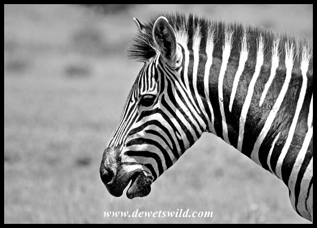 Rietvlei 06122015 (8)