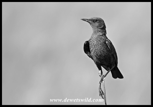 Rietvlei 06122015 (9)