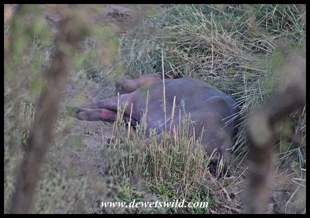 Drought Hippos (19)