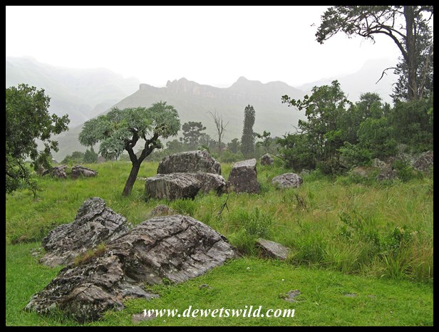 royal-natal-20dec16-2