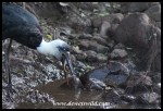 Stork Buffet (11)