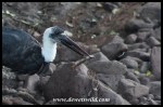 Stork Buffet (9)