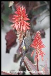 Gurney’sSugarbird_GiantsCastle_27Jun2019 (5)