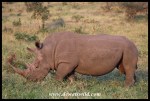 WhiteRhino_HIP_20Jul2017 (24)