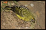 ForestCanary_GiantsCastle_26Jun2019 (13)