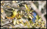 ForestCanary_GiantsCastle_29Jun2019 (52)