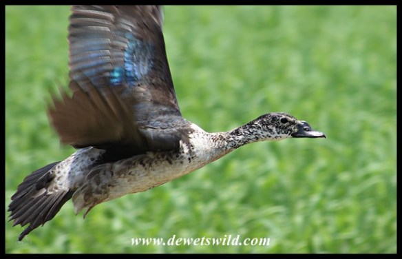 Sarkidiornis melanotos | DeWetsWild