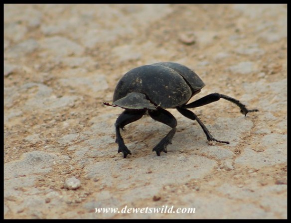 Addo Flightless Dung Beetle | DeWetsWild