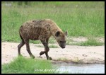 SpottedHyena_KNP_22Dec2021_Dries (33)