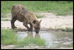 SpottedHyena_KNP_22Dec2021_Joubert (13)