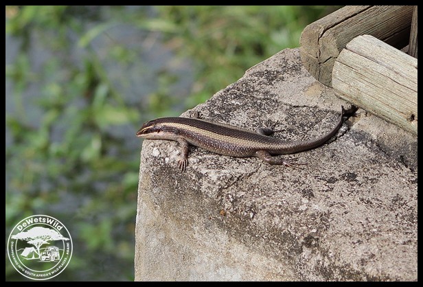 Striped Skink