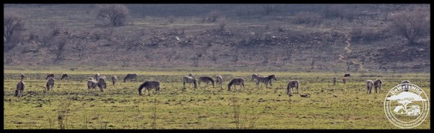 August ’24 update from Rietvlei Nature Reserve | DeWetsWild